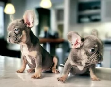 Bouledogue  Bulldog francese blu e tan da 60 euro al mese