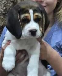 Regalo Splendidi cuccioli di Beagle