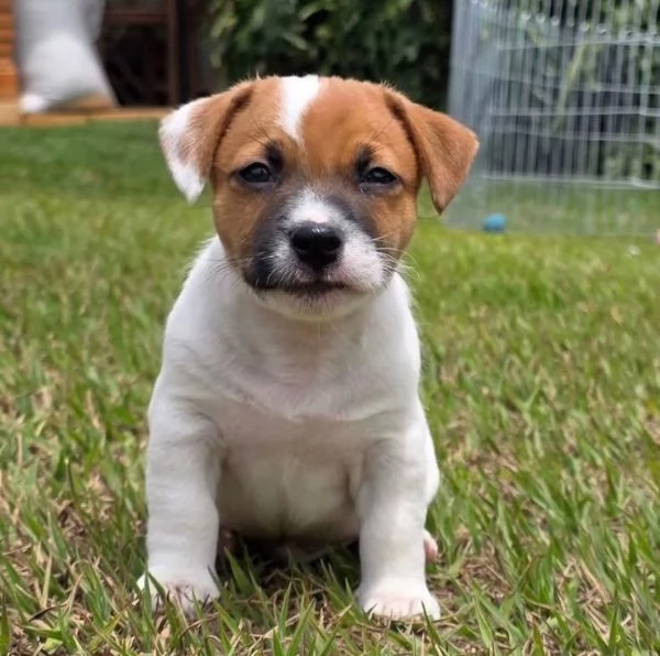 Pinscher Mini cuccioli maschio e femmina