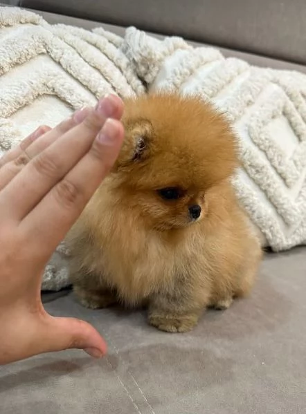 Regalo  Pomeranian Toy cuccioli maschio e femmina