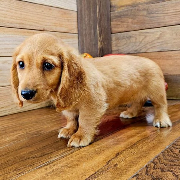 Regalo Bassotto  cuccioli maschio e femmina