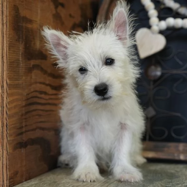 West Highland White Terrier cuccioli maschio e femmina