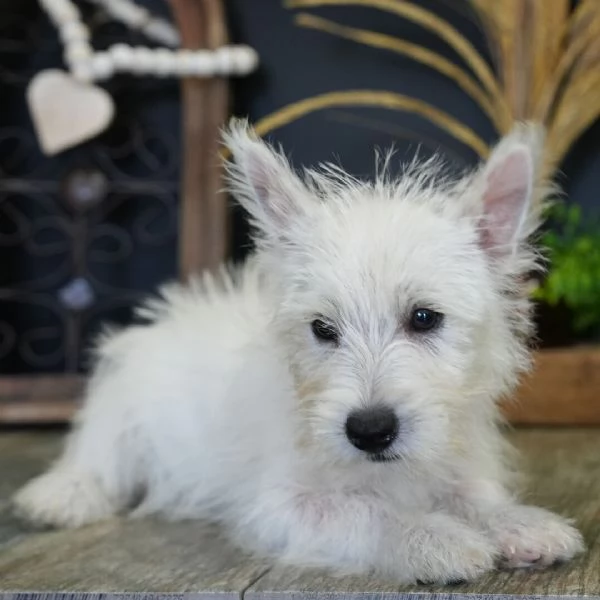 West Highland White Terrier cuccioli maschio e femmina | Foto 0