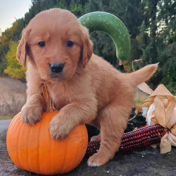 MGolden Retriever cuccioli maschio e femmina