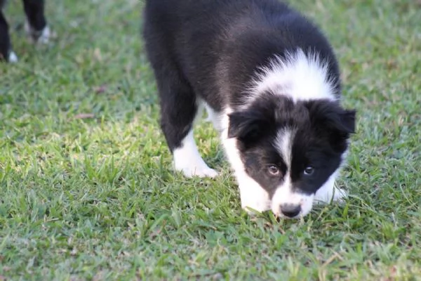Regalo Border Collie cuccioli maschio e femmina