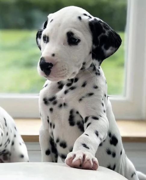 Regalo Dalmata cuccioli maschio e femmina | Foto 0