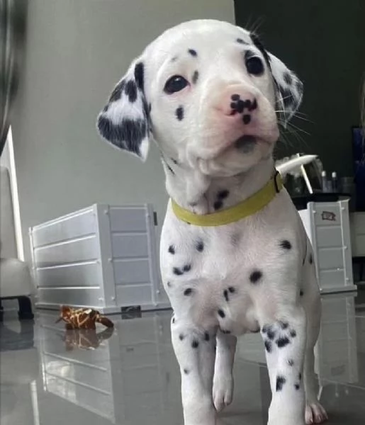 Regalo Dalmata cuccioli maschio e femmina