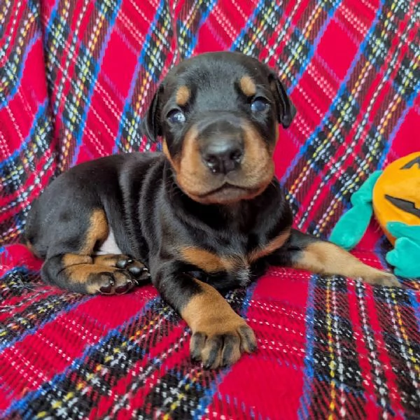Regalo Dobermann cuccioli maschio e femmina | Foto 1