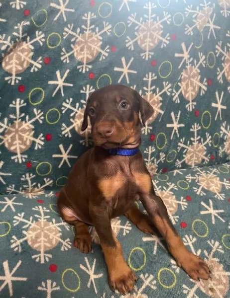 Regalo Dobermann cuccioli maschio e femmina