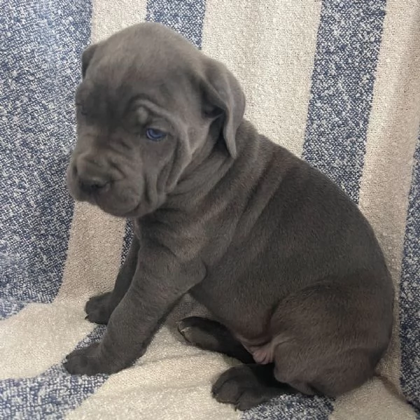 Regalo Cane Corso cuccioli maschio e femmina