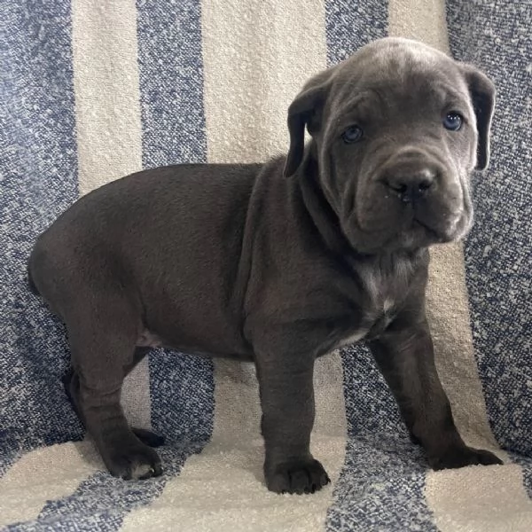 Regalo Cane Corso cuccioli maschio e femmina | Foto 1