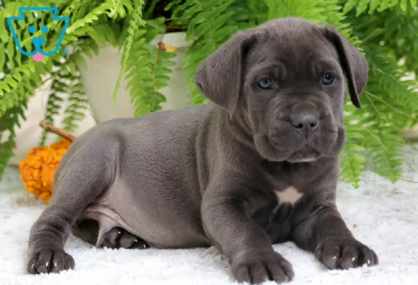 Regalo Cane Corso cuccioli maschio e femmina
