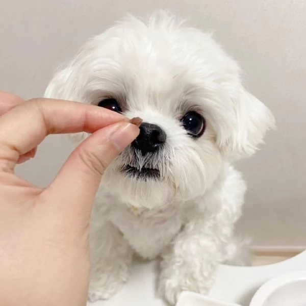Regalo Taglia piccolo Maltese disponibili cuccioli maschio e femmina  