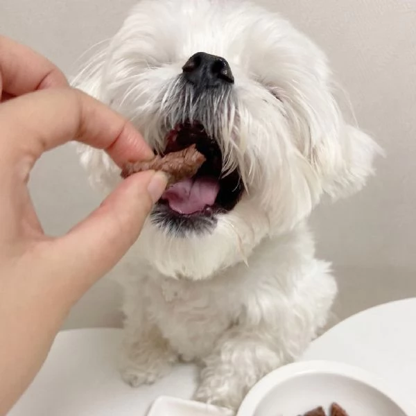 Regalo Taglia piccolo Maltese disponibili cuccioli maschio e femmina   | Foto 0