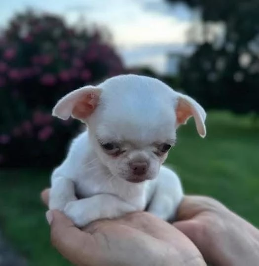 Regalo  chihuahua Toy cuccioli maschio e femmina   | Foto 0