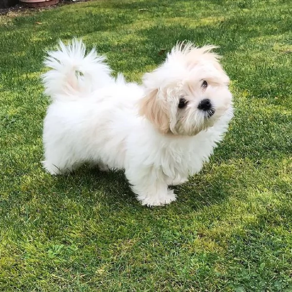 Maltese Toy cuccioli maschio e femmina