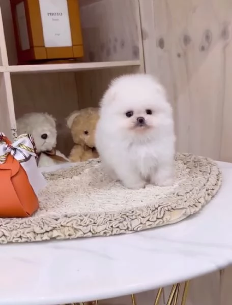 Pomeranian Toy cuccioli maschio e femmina | Foto 1
