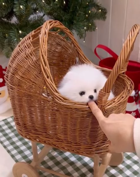 Pomeranian Toy cuccioli maschio e femmina
