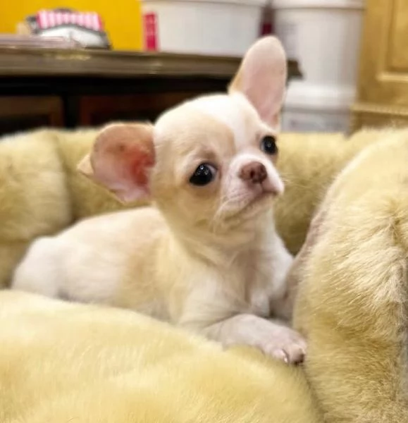 Chihuahua Toy cuccioli maschio e femmina
