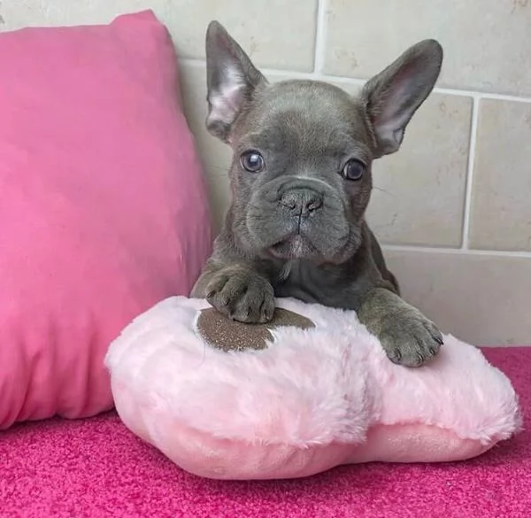 Bulldog Francese cuccioli maschio e femmina