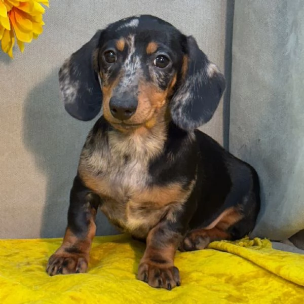 Bassotto nana cuccioli maschio e femmina | Foto 0