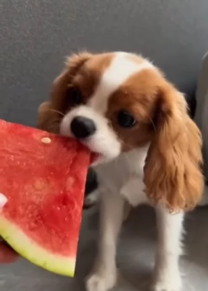 Cavalier King Charles cuccioli maschio e femmina | Foto 1