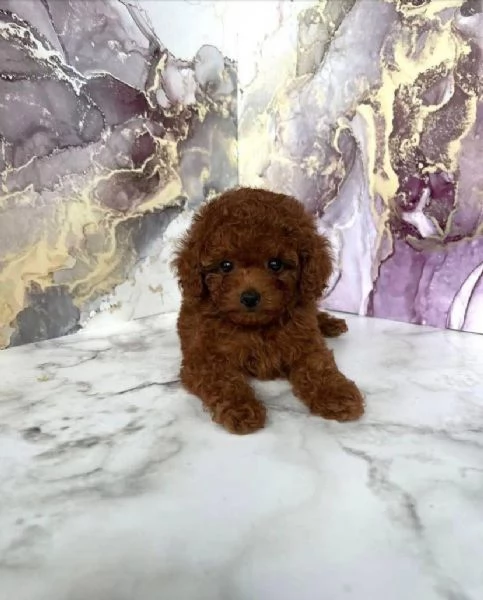 Barboncino toy cuccioli maschio e femmina | Foto 0