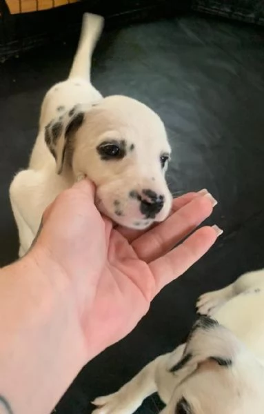  dalmata Dalmata cuccioli maschio e femmina | Foto 0