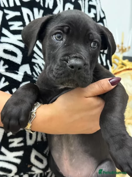 CANE CORSO  cuccioli maschio e femmina | Foto 0