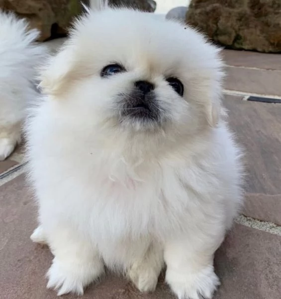 Pinchenese cuccioli maschio e femmina