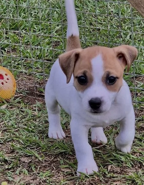 Jack Russell cuccioli maschio e femmina
