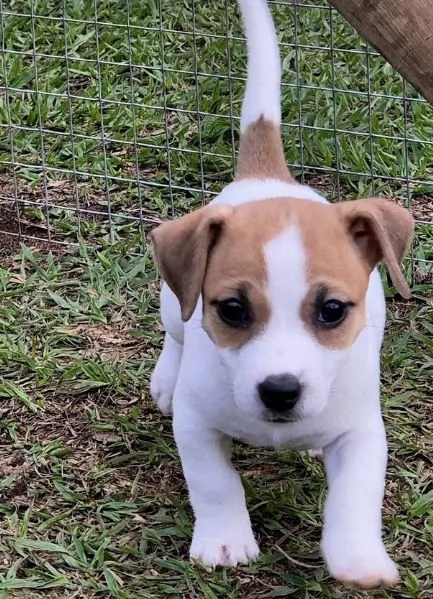 Jack Russell cuccioli maschio e femmina | Foto 0