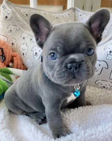  Bulldog Francese cuccioli maschio e femmina