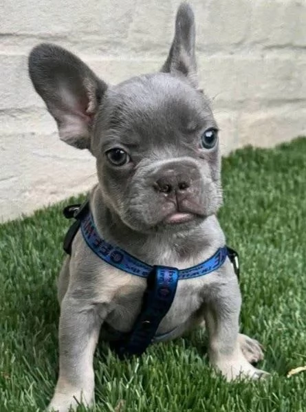  Bulldog Francese cuccioli maschio e femmina | Foto 0