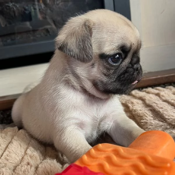 Carlino Pug cuccioli maschio e femmina