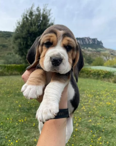Regalo Beagle cuccioli maschio e femmina | Foto 1