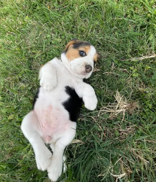 Regalo Beagle cuccioli maschio e femmina