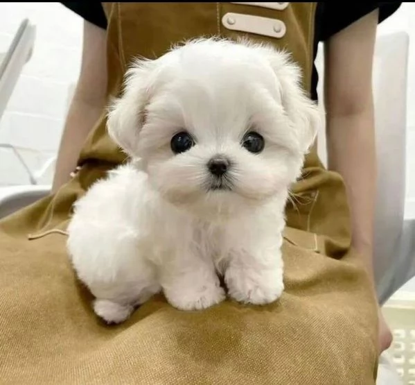 Regalo Maltese  cuccioli maschio e femmina