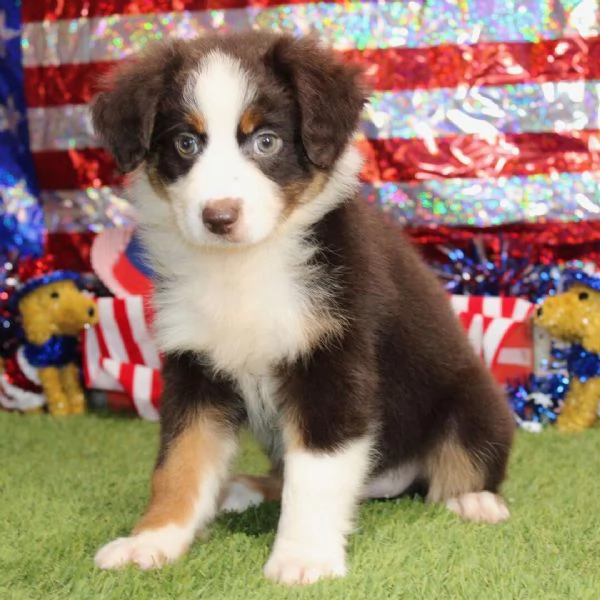Regalo Australian shepherd cuccioli maschio e femmina
