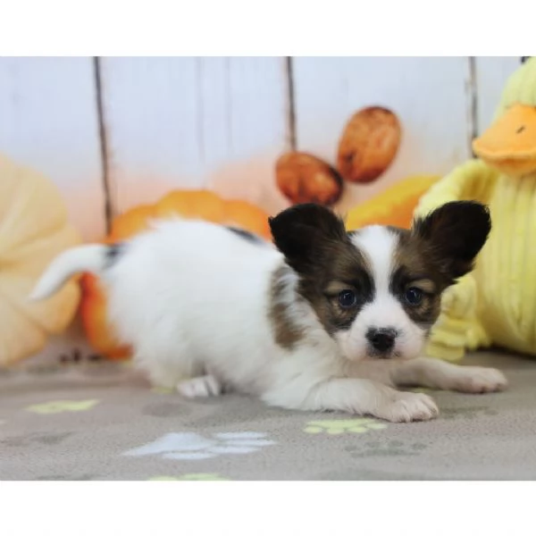 REGALO Papillon cuccioli maschio e femmina