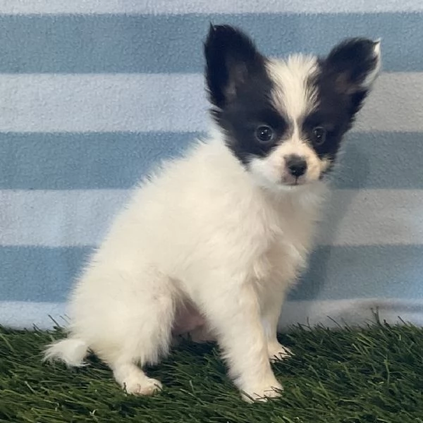 REGALO Papillon cuccioli maschio e femmina | Foto 0