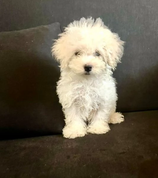  BICHON cuccioli maschio e femmina
