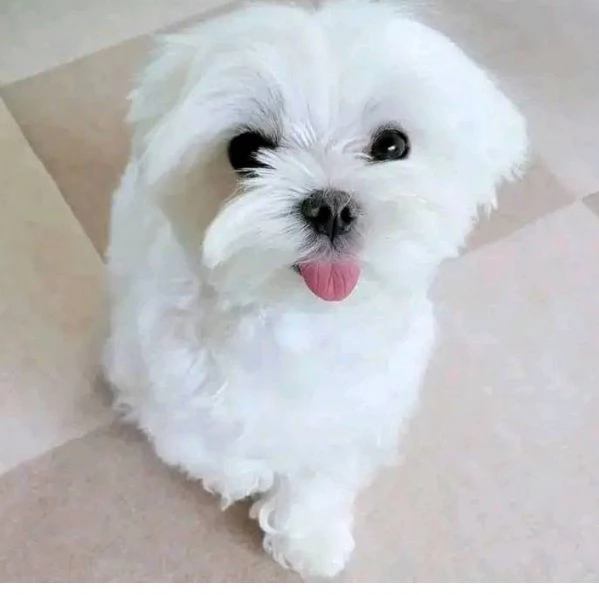 Bolognese cuccioli maschio e femmina | Foto 0