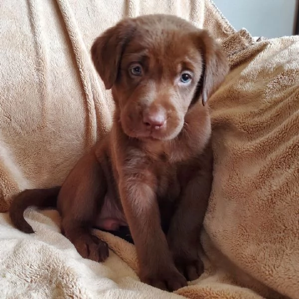 Labrador Retriever cuccioli maschio e femmina | Foto 1