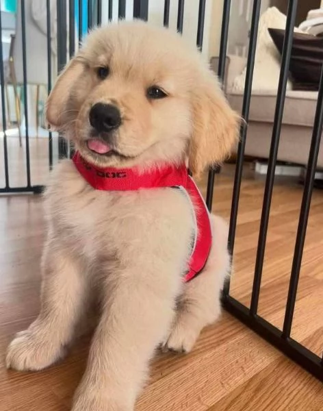  Golden Retriever cuccioli maschio e femmina | Foto 1
