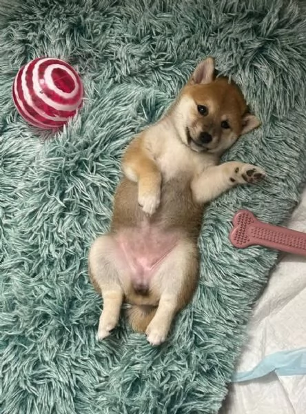 Shiba Inu cuccioli maschio e femmina