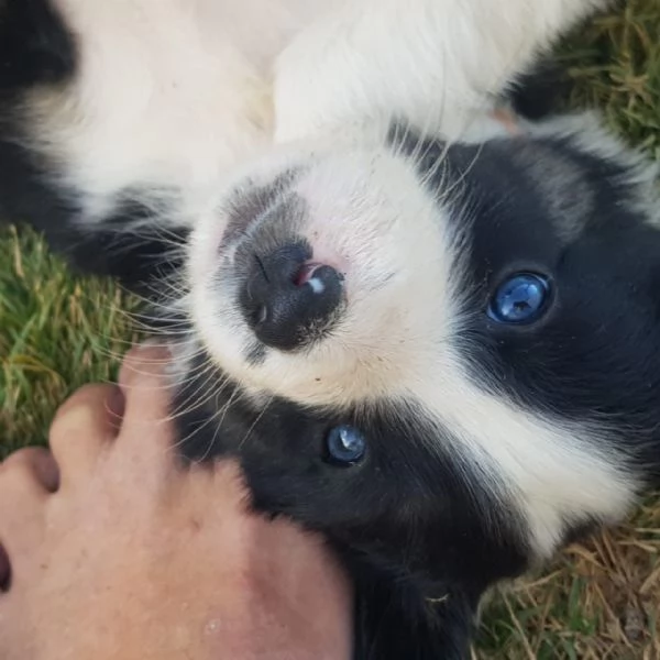  Border collie cuccioli maschio e femmina | Foto 0