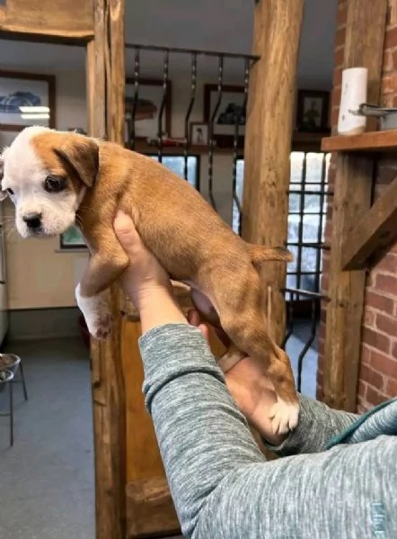 Regalo Boxer cuccioli maschio e femmina | Foto 1