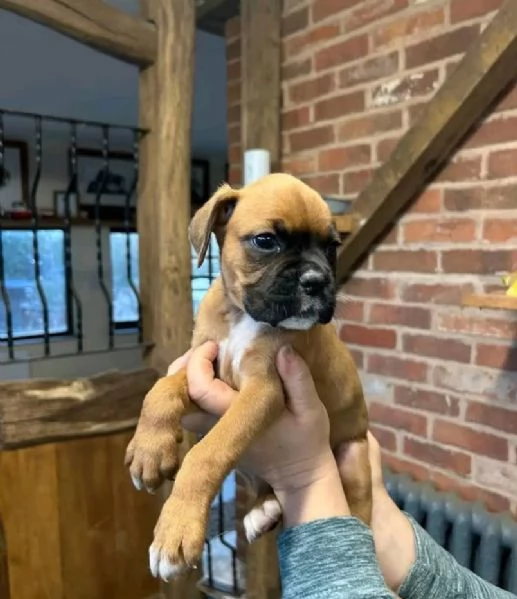 Regalo Boxer cuccioli maschio e femmina