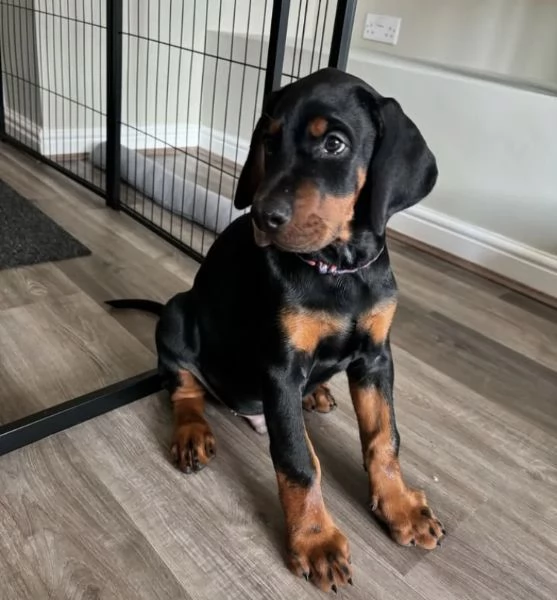 Regalo dobbermann Pedigree ENCI  maschio e femmina 